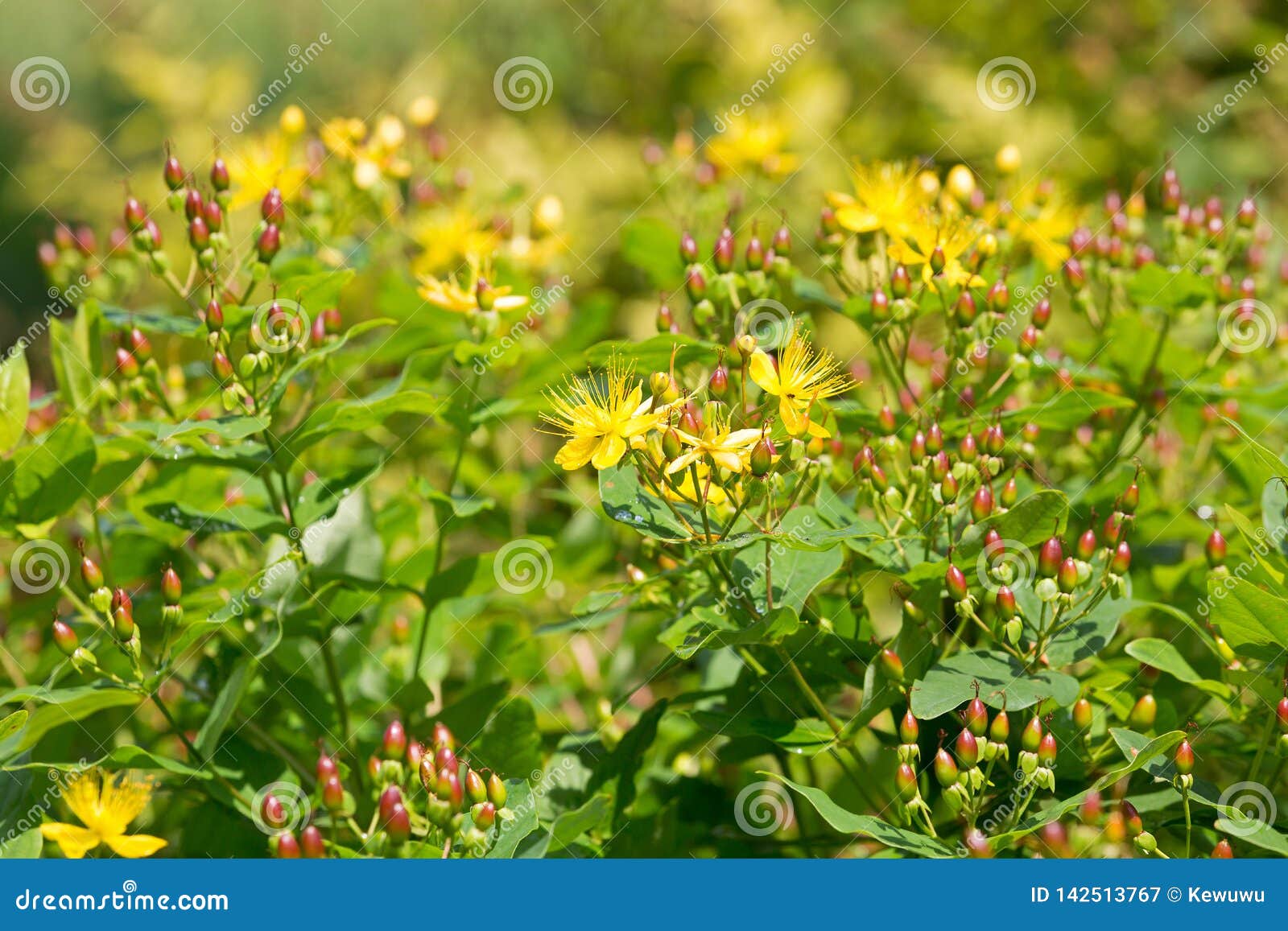 yellow flowers of tutsan, also called shrubby st. johnÃ¢â¬â¢s wort, sweet amber